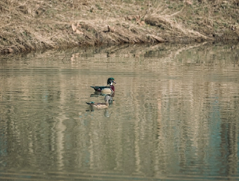 Wood Duck